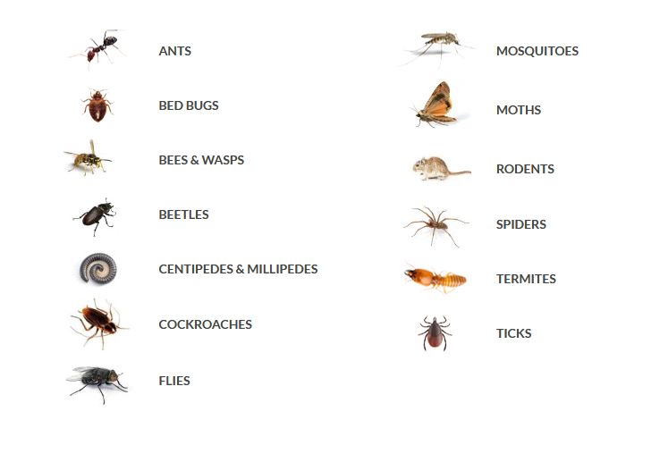 Library Pests Identify And Prevent Them » TechDailyTimes