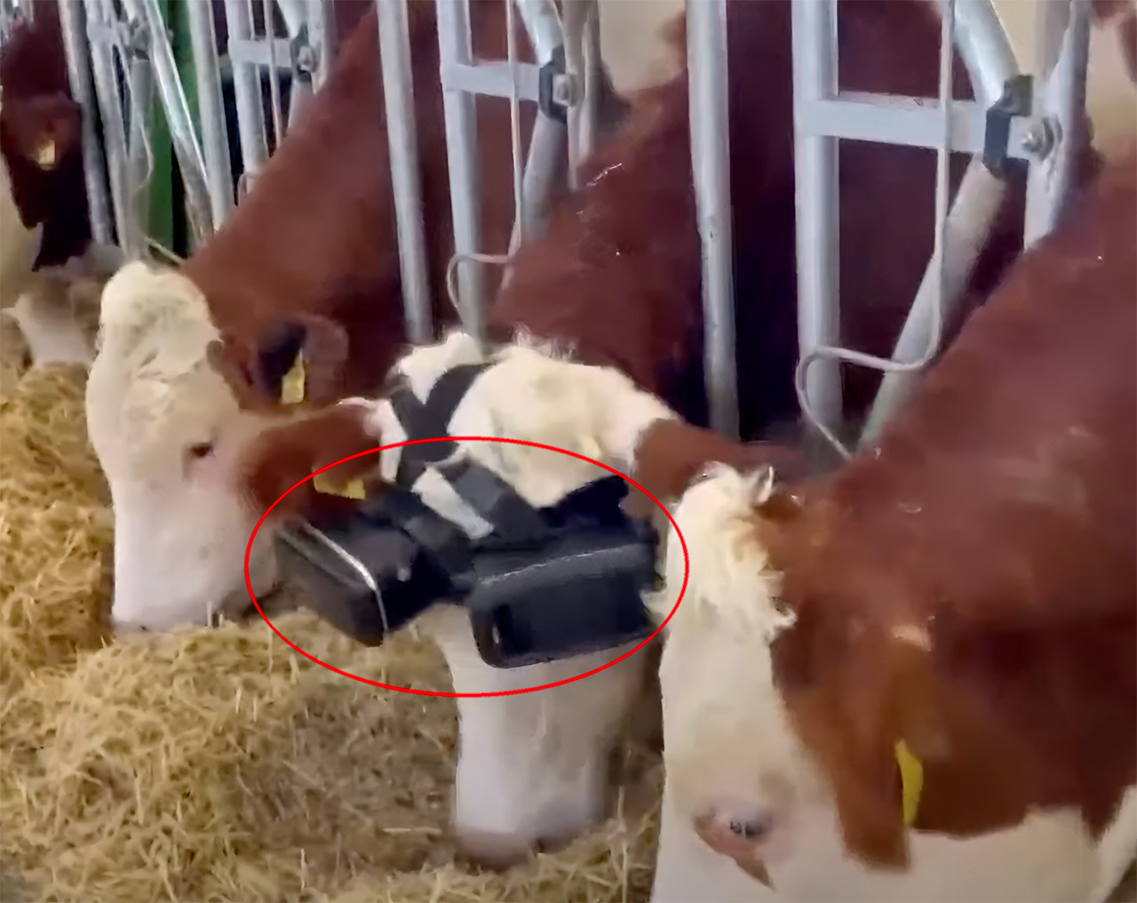 Farmer in Turkey Uses Virtual Reality Headsets to Trick Cows Into