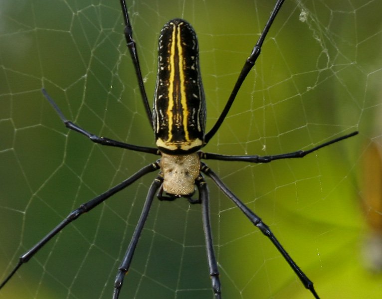 Green Method Developed For Making Artificial Spider Silk