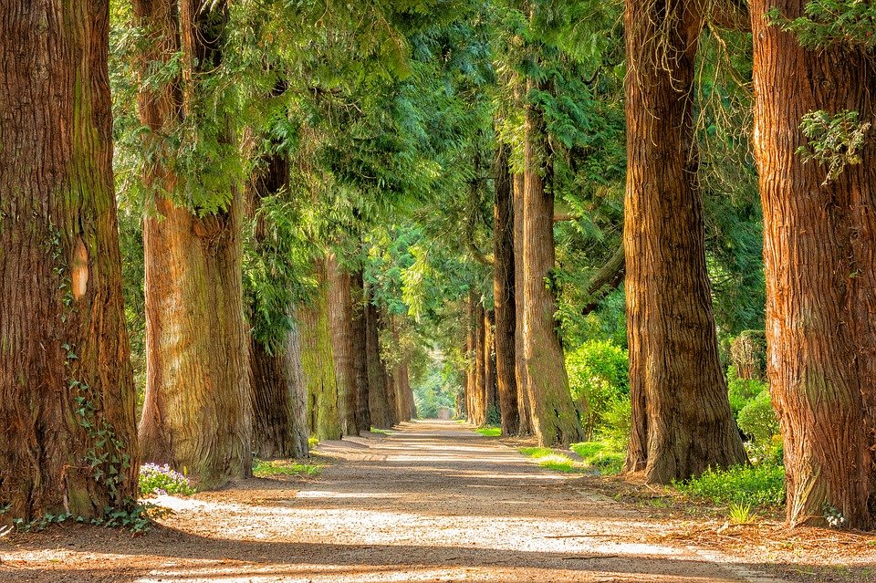 What forces enable trees to stand upright?