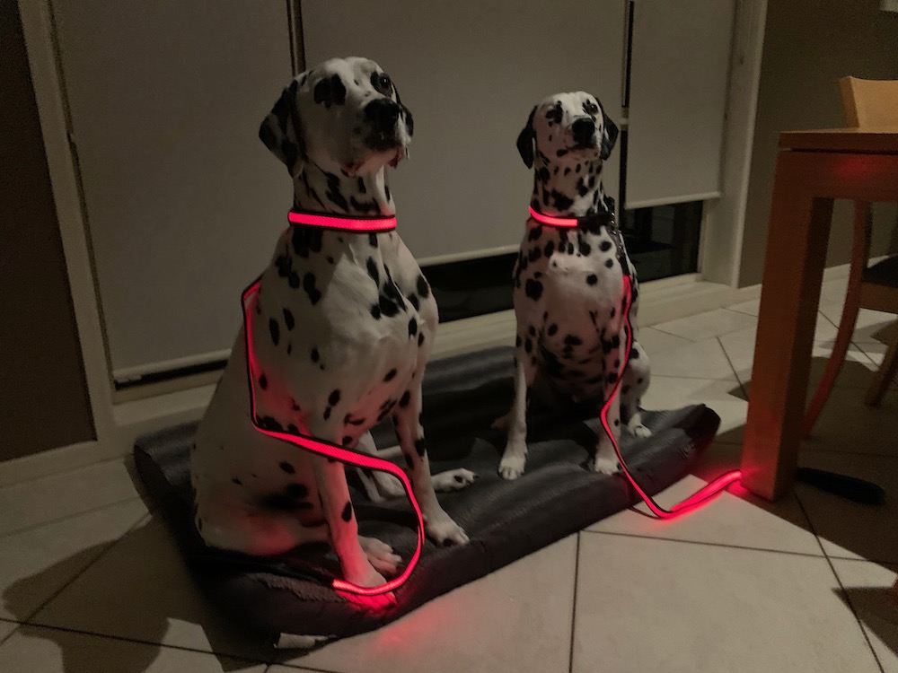 Make your dogs glow with the Mighty Pet LED Lightup collars and leashes Tech Guide