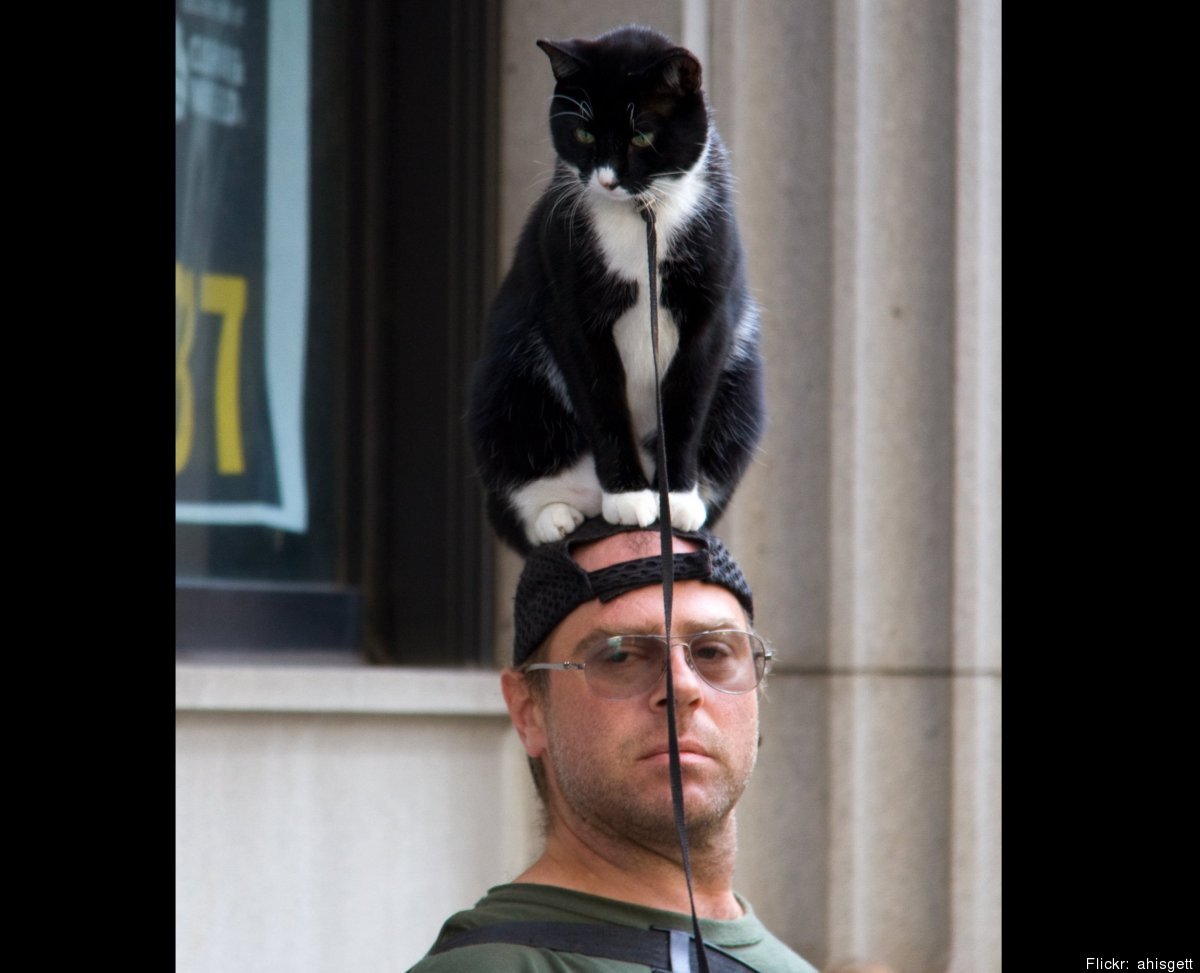The Top 20 Funny Photos Of Cats As Hats (Photo Gallery)