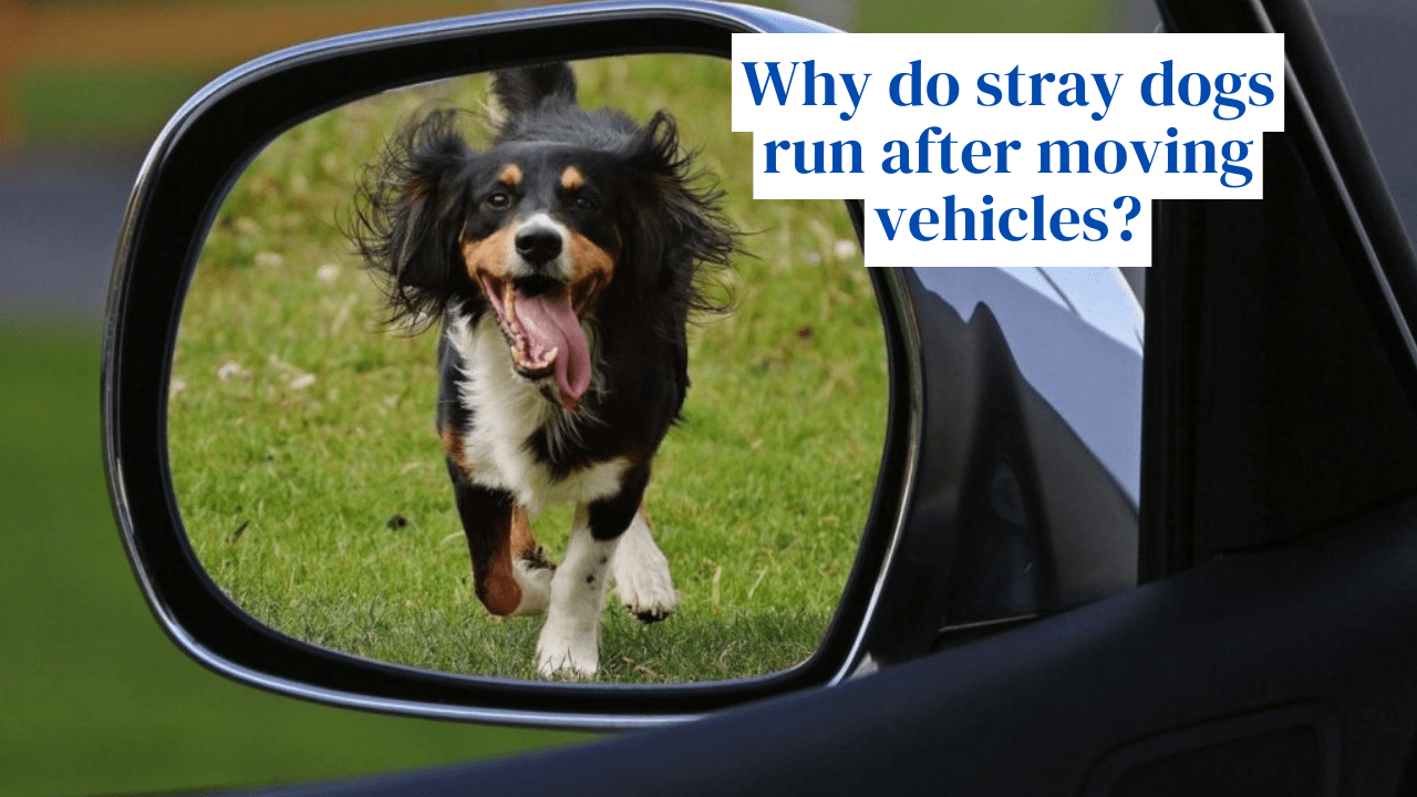 Why do stray dogs bark at and run after moving vehicles? Technology Vista