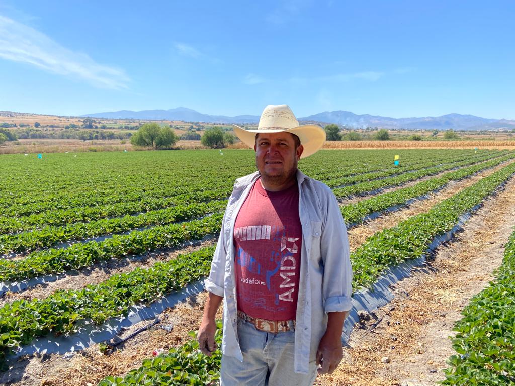 Mexican Strawberry Farmers Cultivate Success TechnoServe