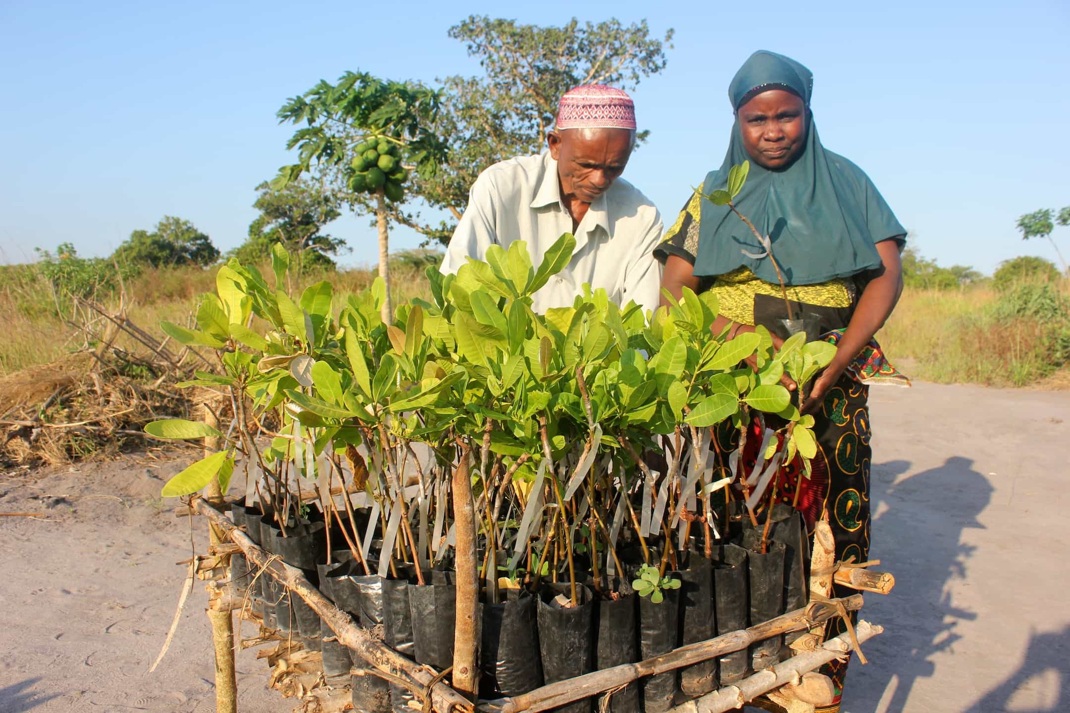 Cashew nurseries help farmers plant seeds for a better future TechnoServe