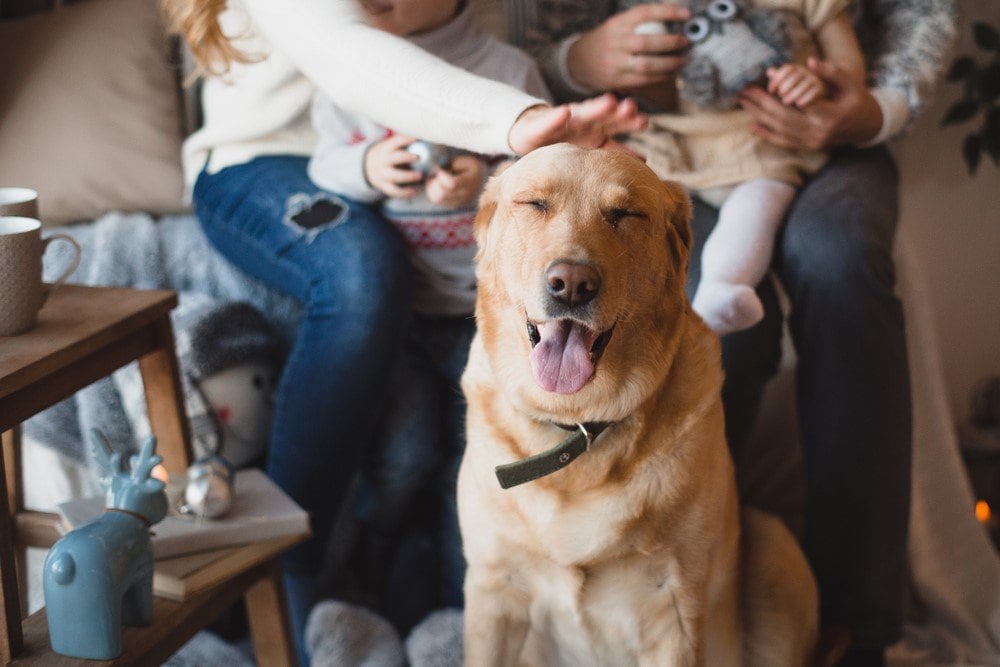 4 Ways to Make Your Old Dog Comfortable Techolac