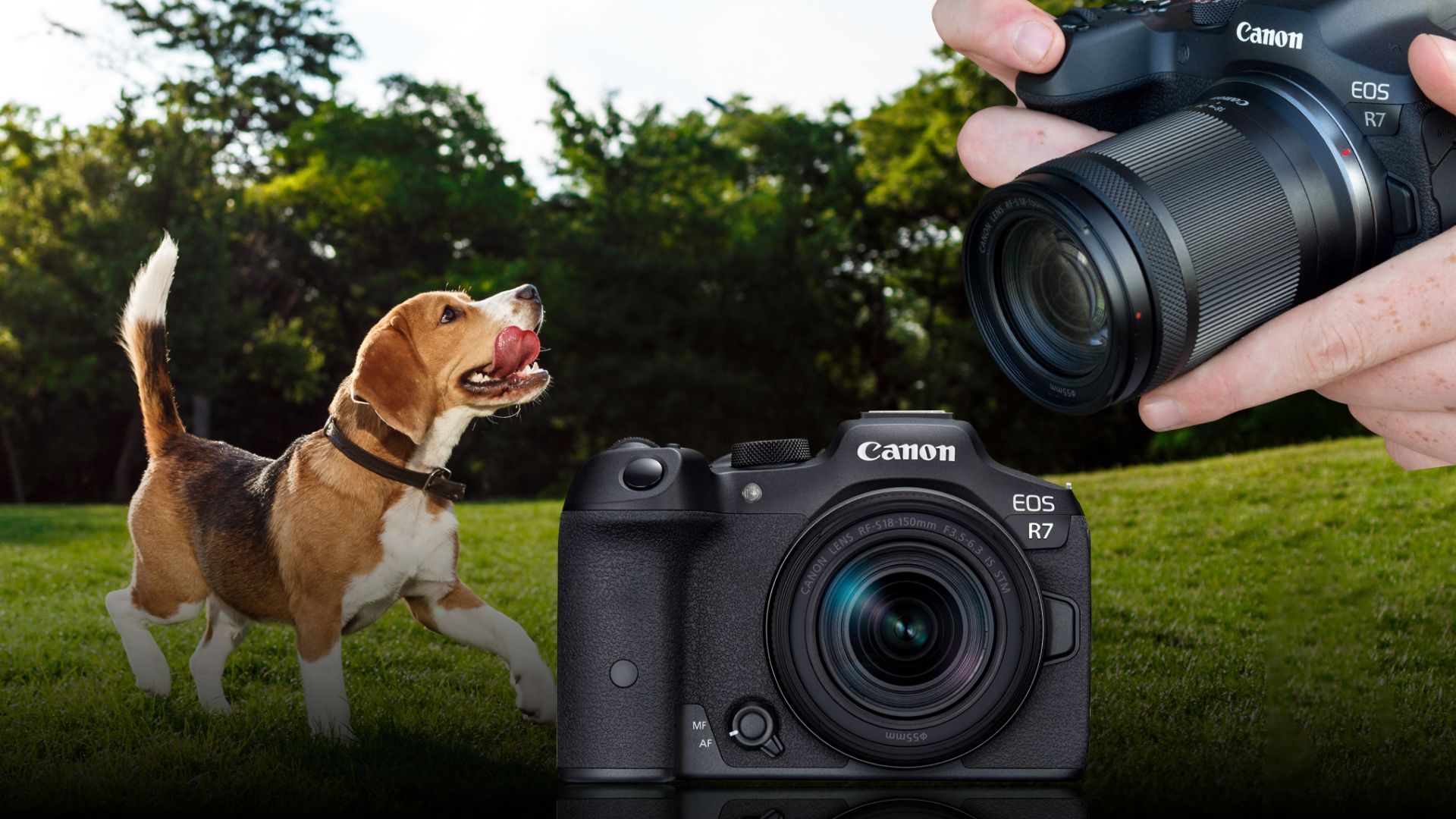 11 Best Cameras for Pet Photography Techtouchy