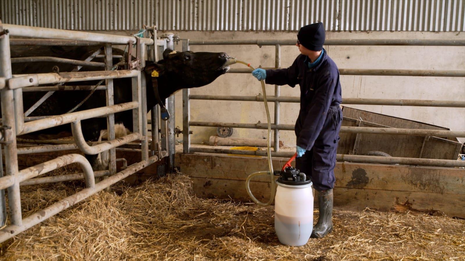 Top 10 Tools That Will Help You To Take Care Of Your Cattle