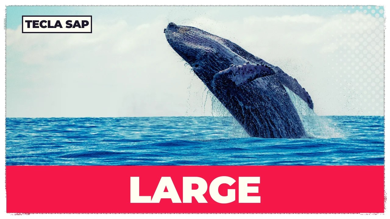 LARGE? Qual é o significado e a tradução do falso cognato?