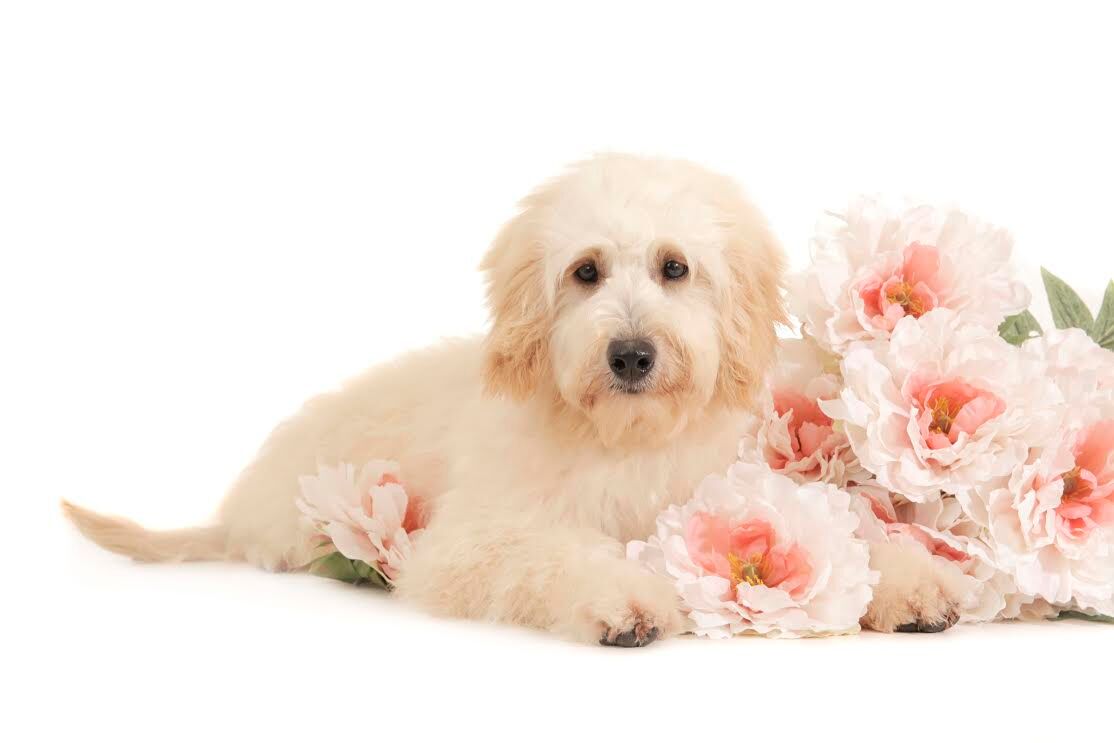 Explore Our F1 Teddy Bear English Goldendoodles Gallery
