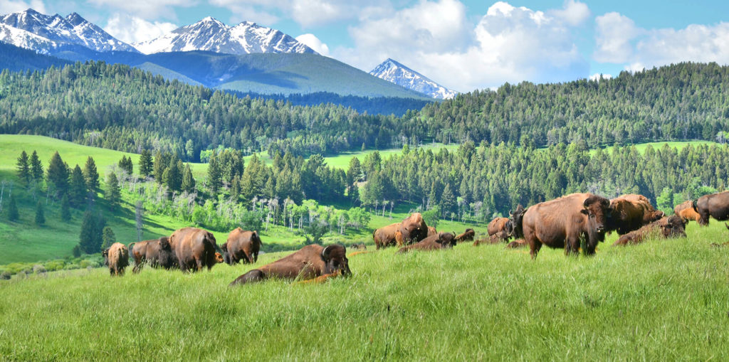 Flying D Ranch Turner Enterprises