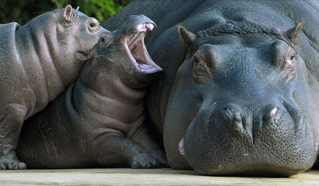 Hippo Teh Cute