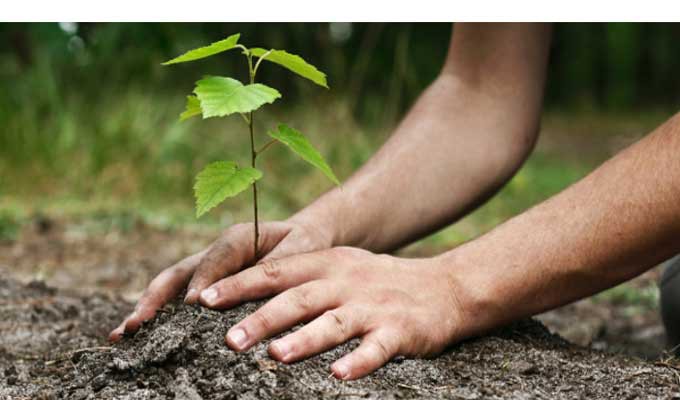 Tunisie Fête de l'arbre une énorme opération de