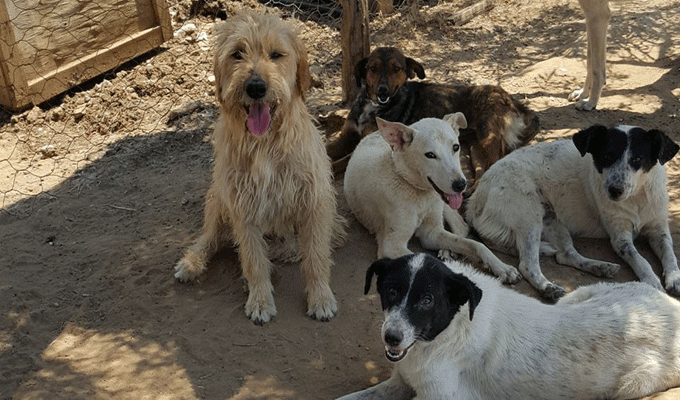 Eleveur De Chien Tunisie