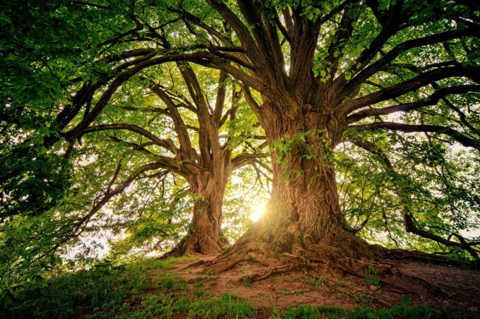 Auprès de mon arbre une série de documentaires sur Arte Tela Botanica