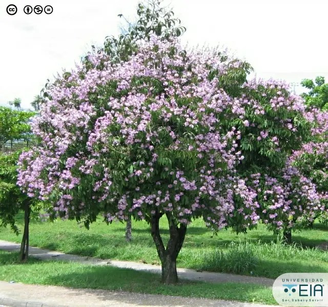 Árbol Reina De Las Flores Belleza Y Elegancia En La Naturaleza TeleFlor