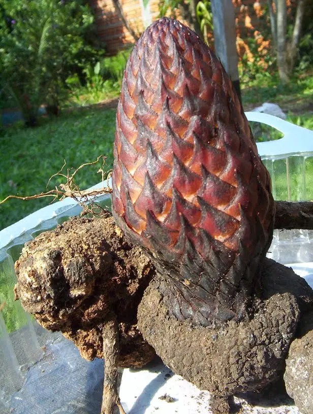 Flor De Piedra Planta Medicinal De Misiones Con Propiedades