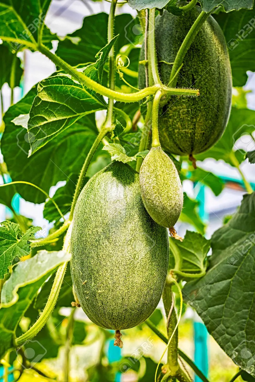 Planta De Melón Flor Información Y Cuidados TeleFlor