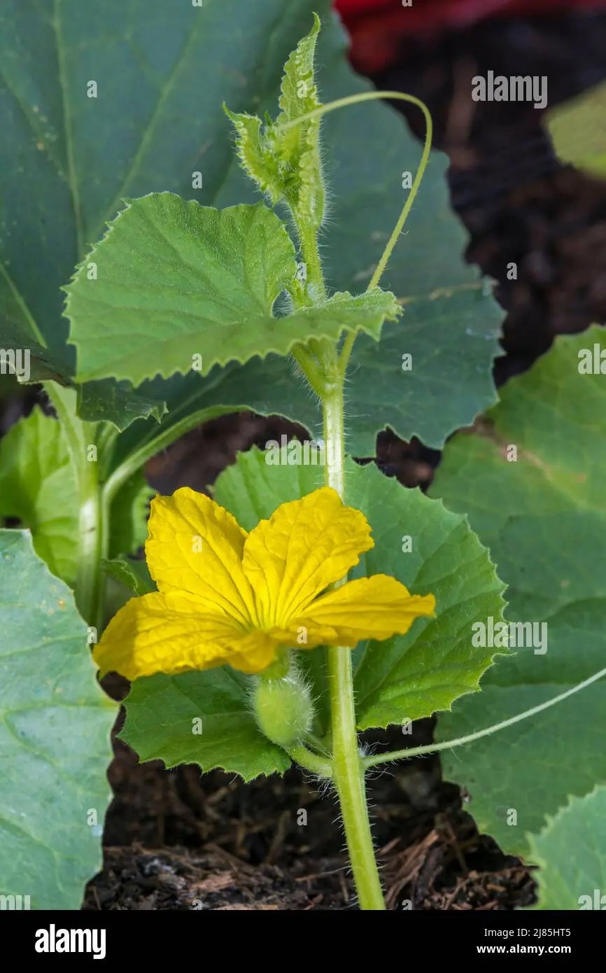Planta De Melón Flor Información Y Cuidados TeleFlor