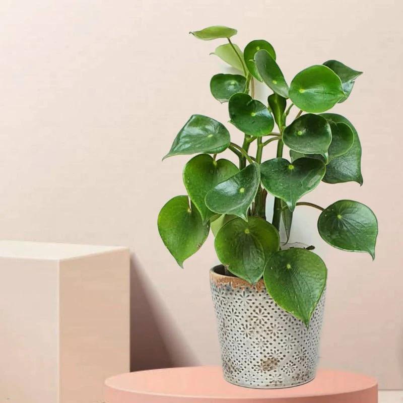 Corazón De María Planta Resistente Y Fácil De Cuidar TeleFlor