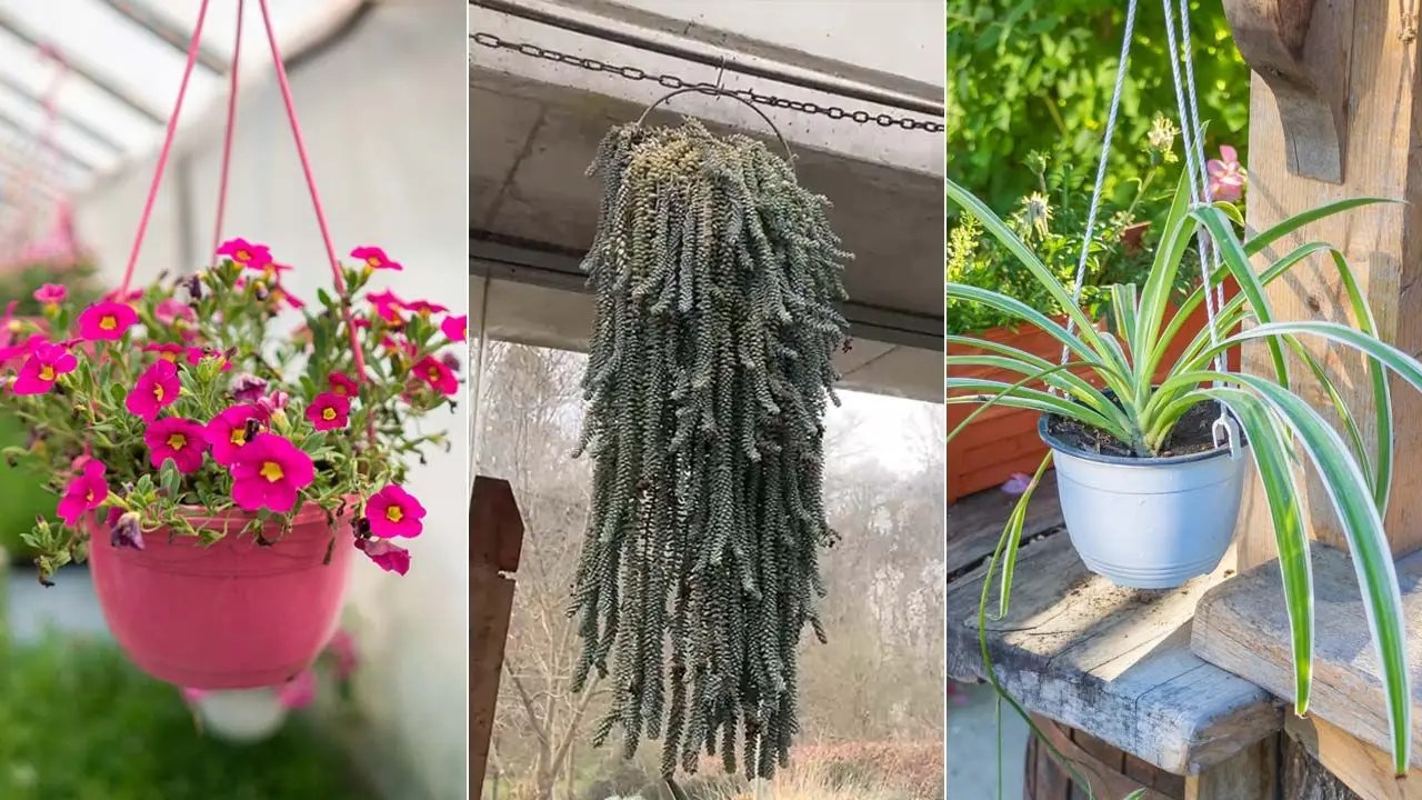 Plantas Colgantes De Sombra Con Flores Ideas Y Cuidados TeleFlor