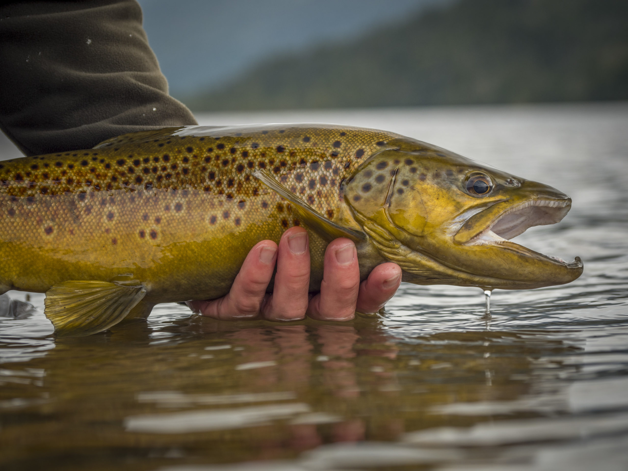 Telluride Fly Fishers Expert Guided Fly Fishing in Telluride CO