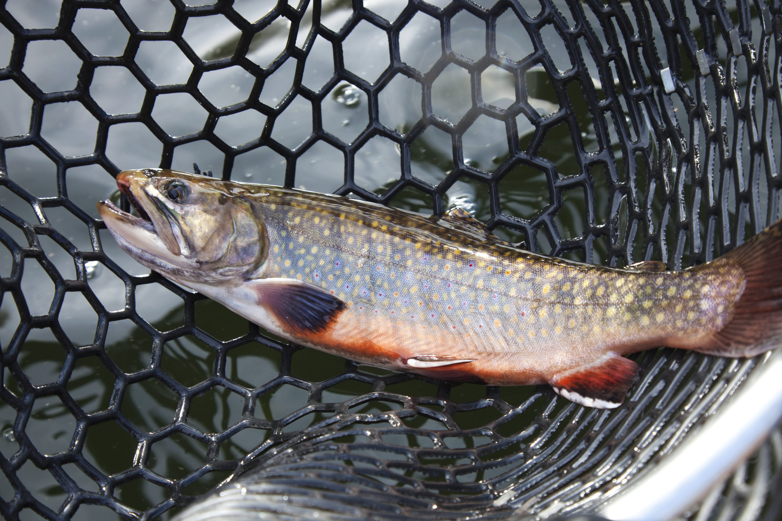 Telluride Fly Fishers Expert Guided Fly Fishing in Telluride CO