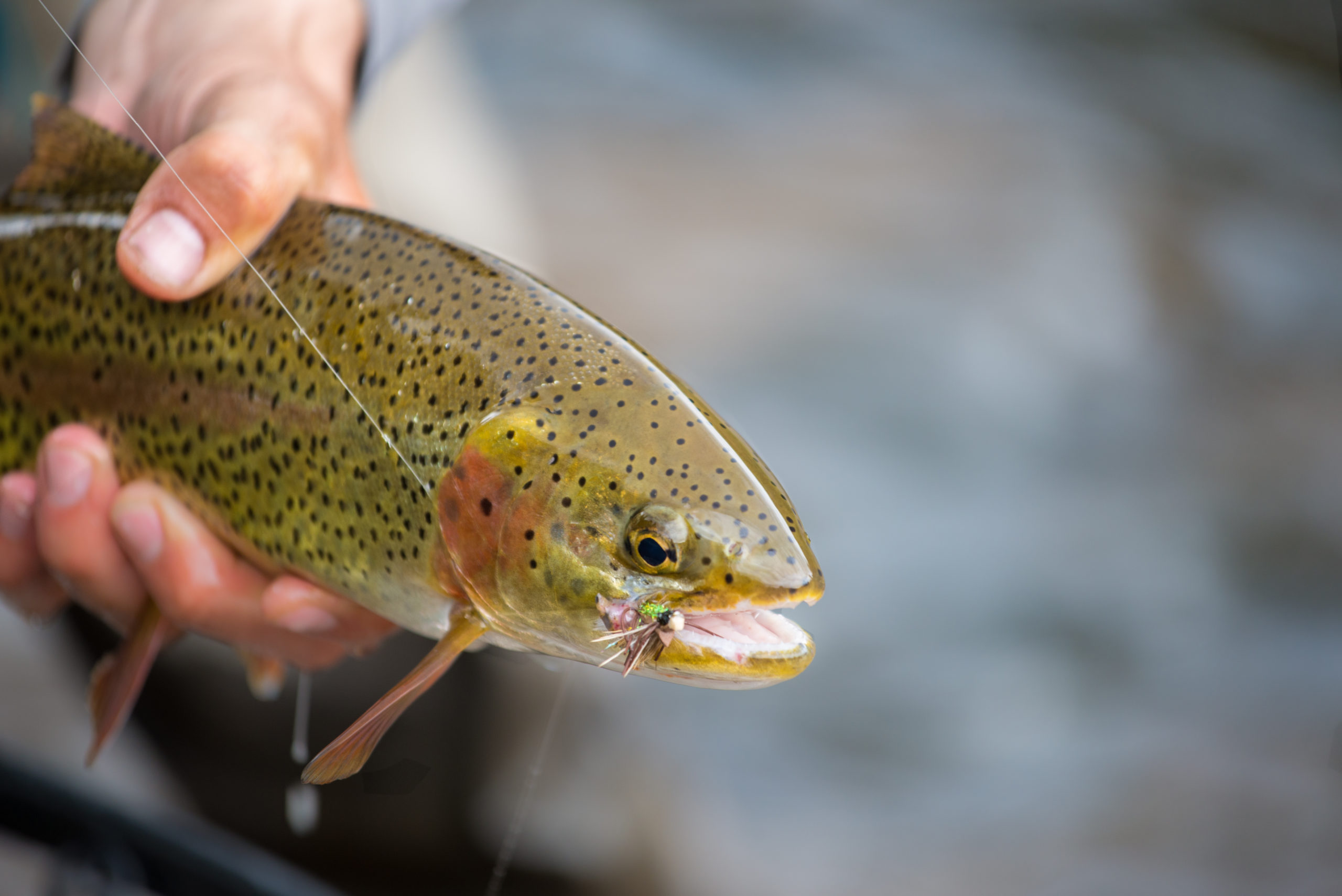 Telluride Fly Fishers Expert Guided Fly Fishing in Telluride CO