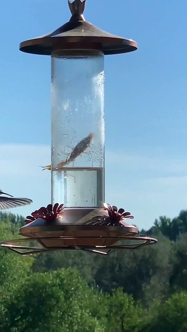 Praying Mantis vs Hummingbird Discover the best videos Ti