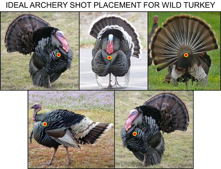 Shot Placement Is Vital When Crossbow Hunting for Turkeys TenPoint
