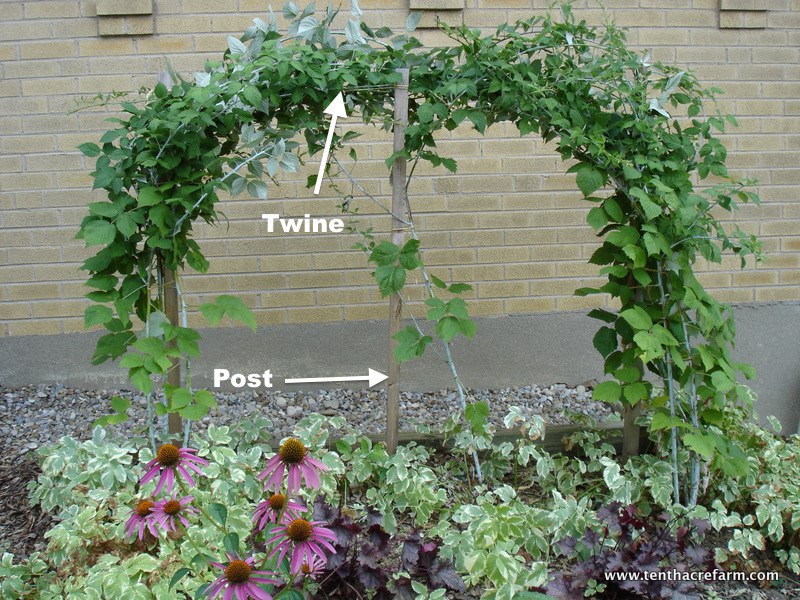 How To Train and Prune Black Raspberries Tenth Acre Farm