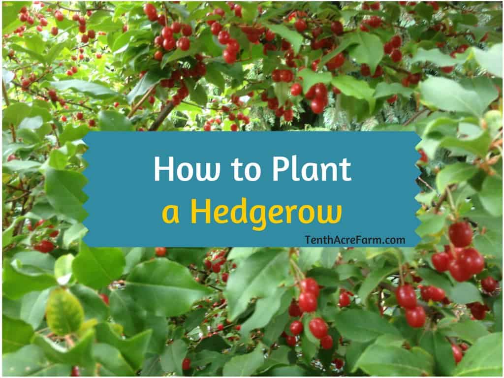 How to Plant a Hedgerow Tenth Acre Farm