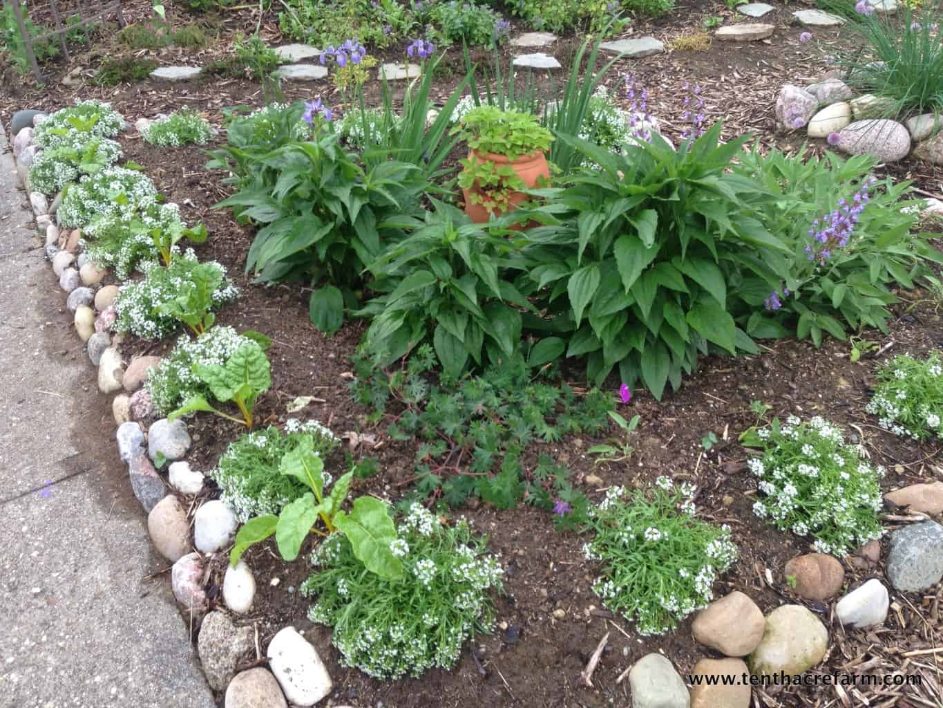 Swiss Chard and Sweet Alyssum Winning Edible Landscaping Combination
