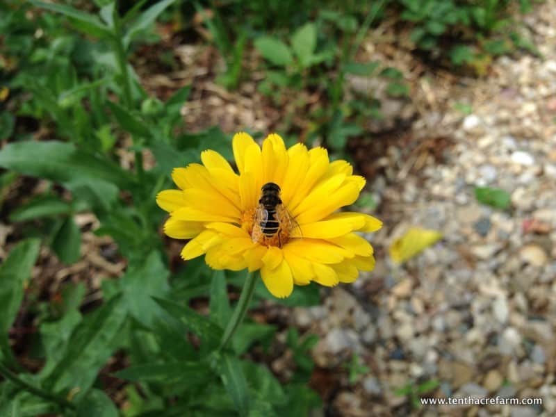 Growing Calendula in the Permaculture Garden Tenth Acre Farm