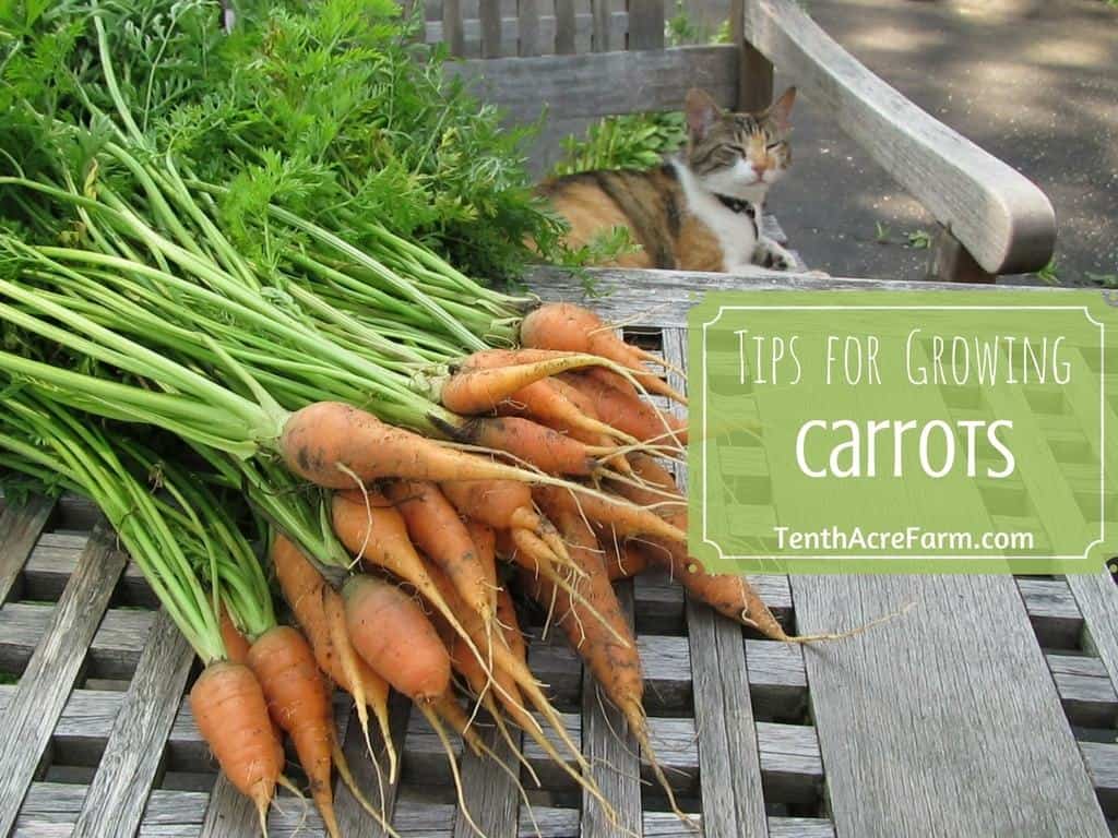 Tips for Growing Carrots Tenth Acre Farm
