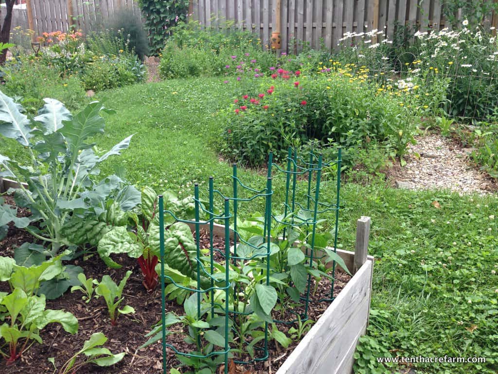 In the Garden What to do in July Tenth Acre Farm