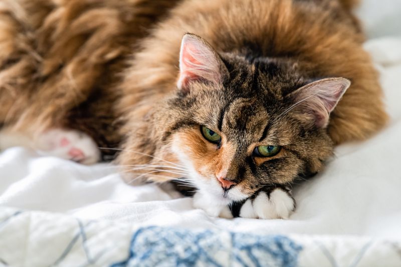 How to Tell If Your Cat Is Sick Pet Health & Wellness Ten West Vet