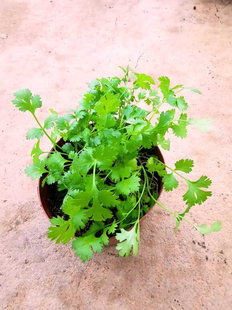 Coriander Plant » Herbs 'n' Spices • Teo Joo Guan