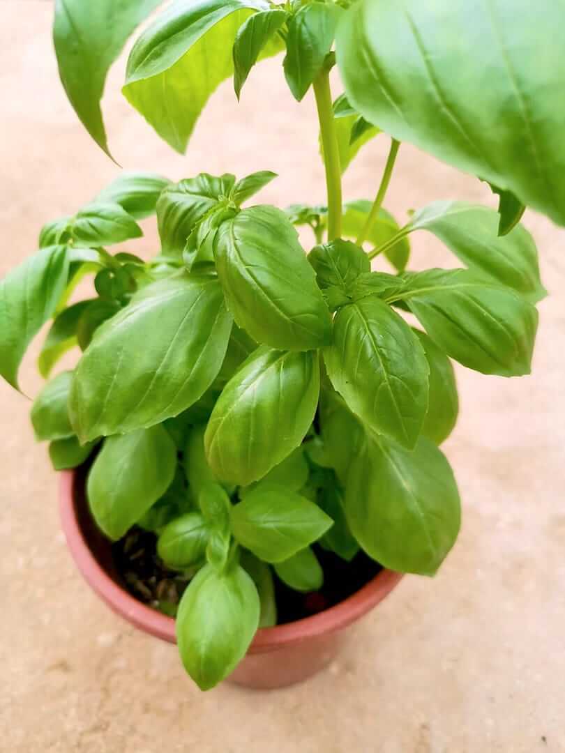 Sweet Basil Plant » Herbs 'n' Spices • Teo Joo Guan