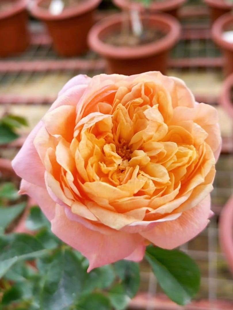 'Victorian Secret' Rose Plant » Rose Plants • TJG