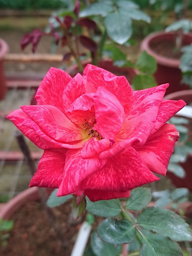 'Red Intuition' Rose » Rose Plants • Teo Joo Guan