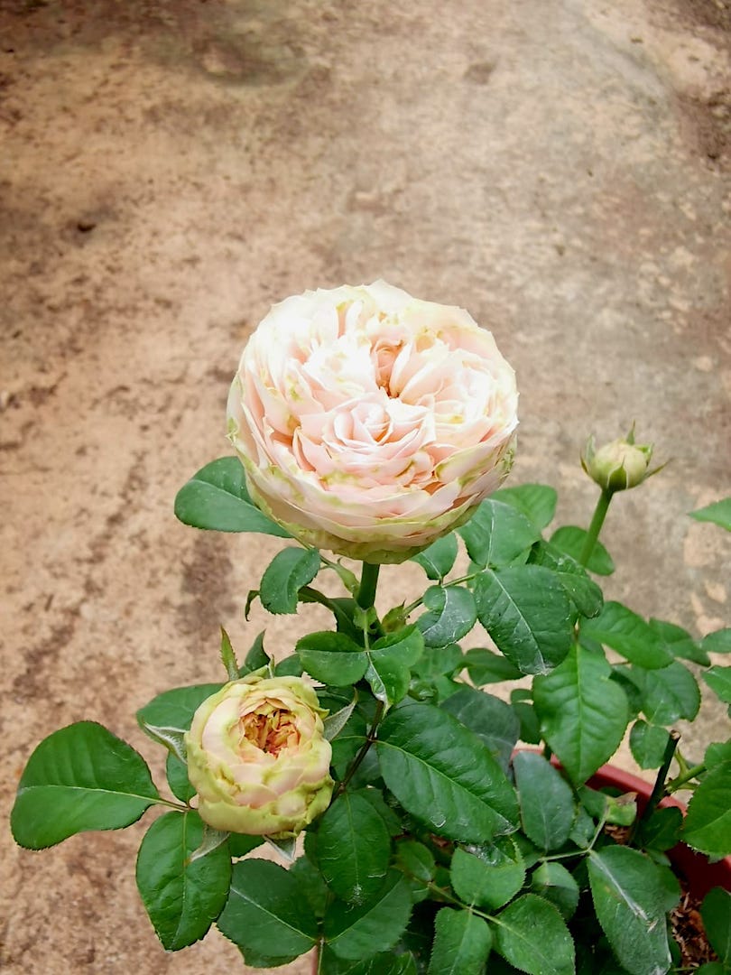 'Pride of Jane' Rose » Rose Plants • Teo Joo Guan
