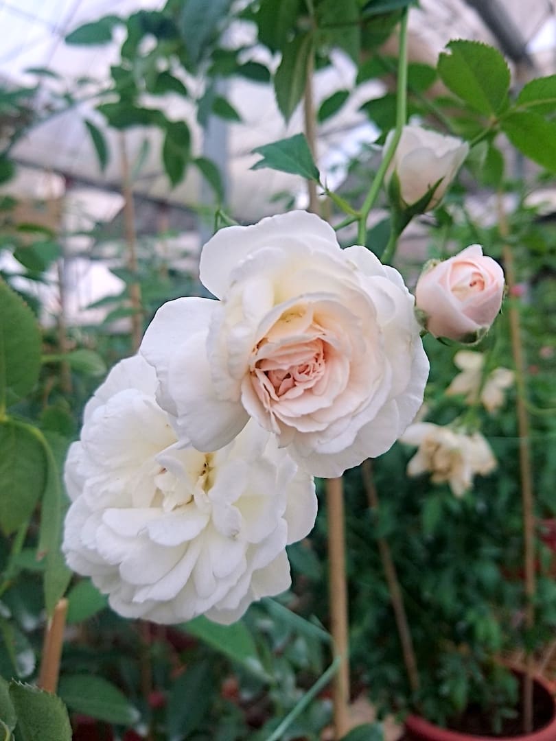 'Prosperity' Rose » Rose Plants • Teo Joo Guan Horticulture