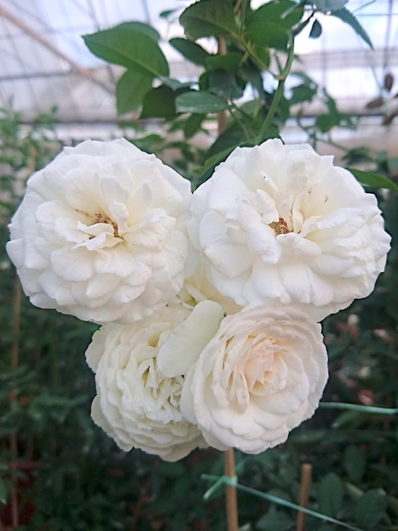 'Prosperity' Rose » Rose Plants • Teo Joo Guan Horticulture