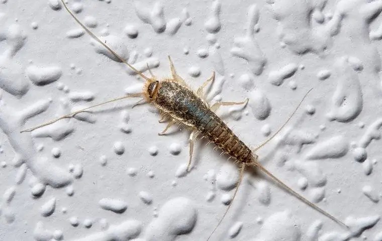 Silverfish Control In Perth Termipest Perth