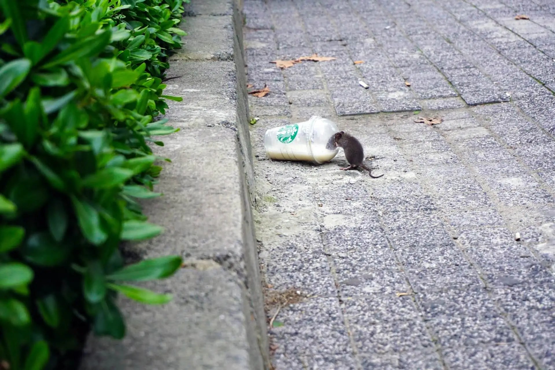 Rodent Control Perth Termipest Perth