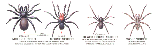 Spider Identification Chart Venomous or Dangerous?