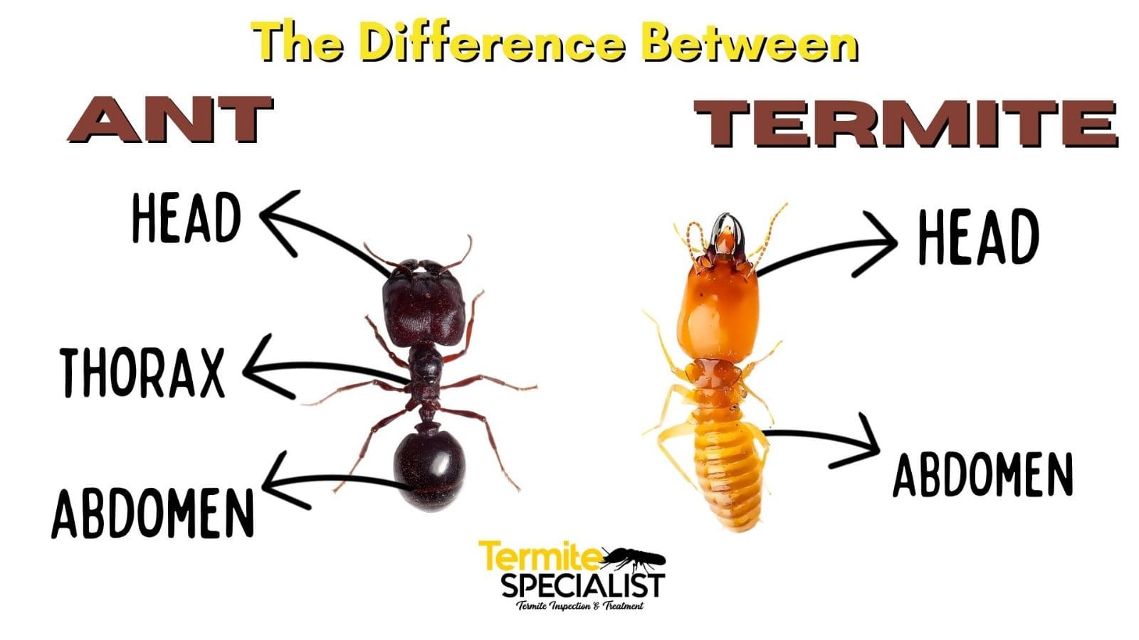 Termite Vs Ant