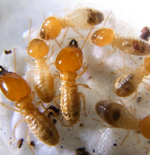 Termite pictures Odontotermes longignathus Termite Web