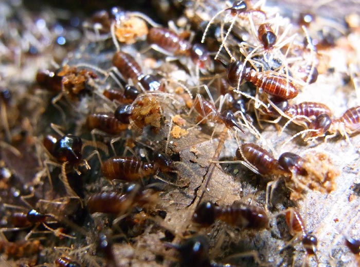 Termite pictures Longipeditermes longipes Termite Web